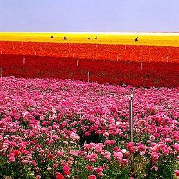 蝙蝠侠配音演员凯文·康罗伊去世 享年66岁